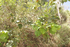 Alchornea
