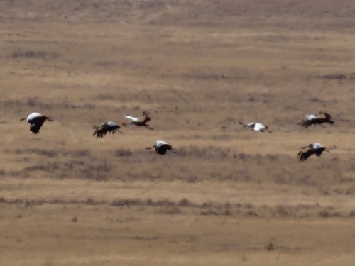 iNaturalist image