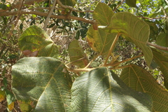 Alchornea