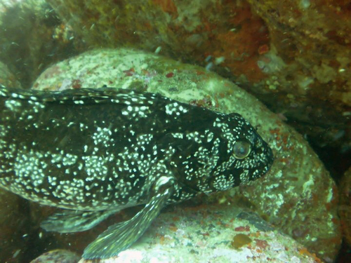 Aplodactylus arctidens