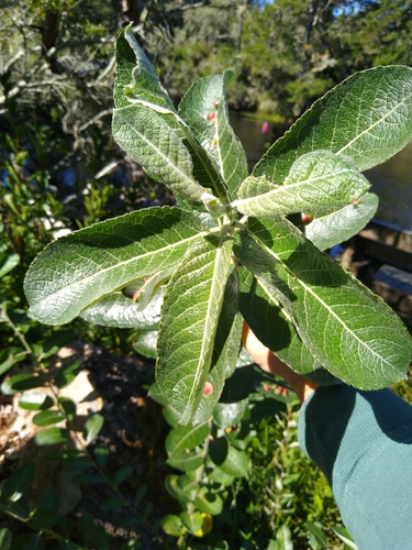 Salix hookeriana, photograph 6