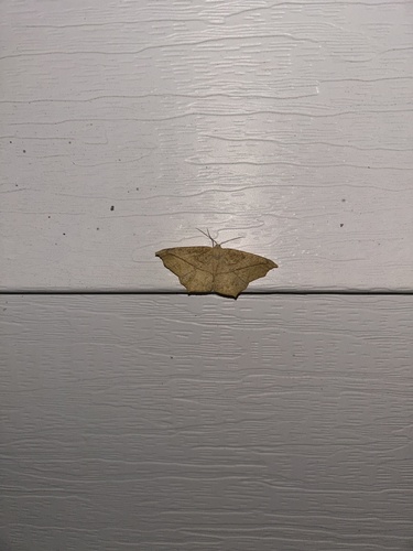 Large Maple Spanworm Moth
