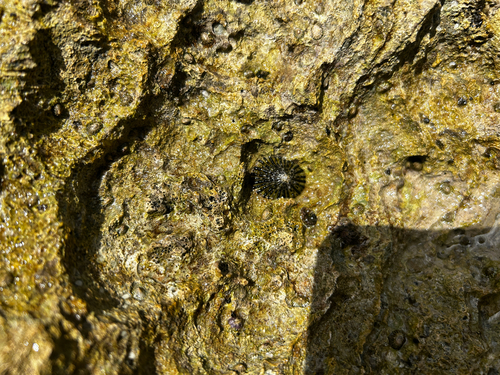 Cellana exarata observed 2026-08-02