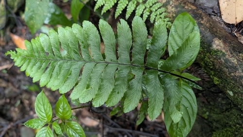 Hymenasplenium excisum observed 2026-08-31