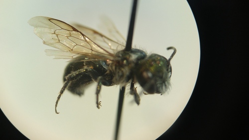 Osmia subfasciata