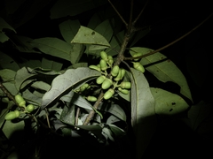 Lindera megaphylla