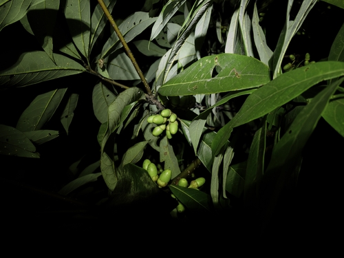 Lindera megaphylla, photograph 1