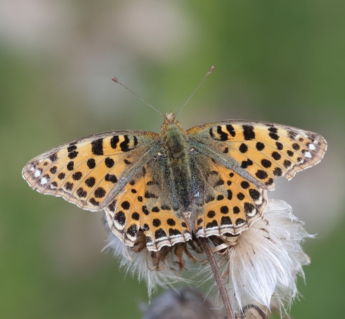 Queen of Spain Fritillary