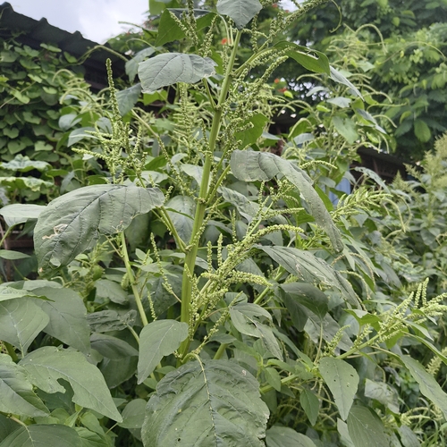 Amaranthus viridis, photograph 2
