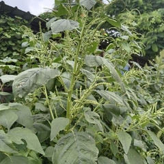 Amaranthus viridis, photograph (c) Raja Sekhar Chimirala, some rights reserved (CC BY)