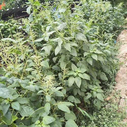 Amaranthus viridis, photograph 3
