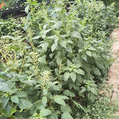 Amaranthus viridis, photograph (c) Raja Sekhar Chimirala, some rights reserved (CC BY)