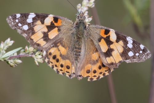 Painted Lady