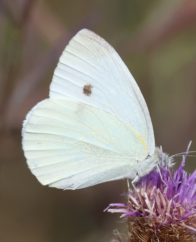 Small White