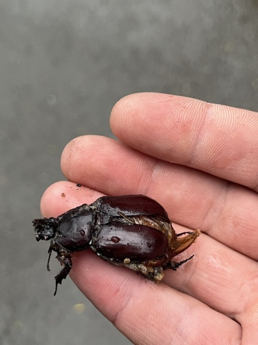 European Rhinoceros Beetle