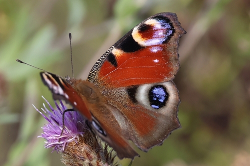 European Peacock Butterfly