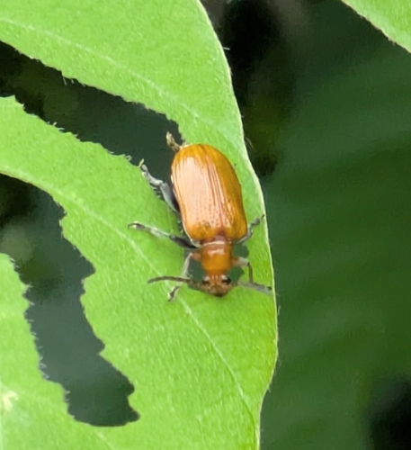Lema diversipes