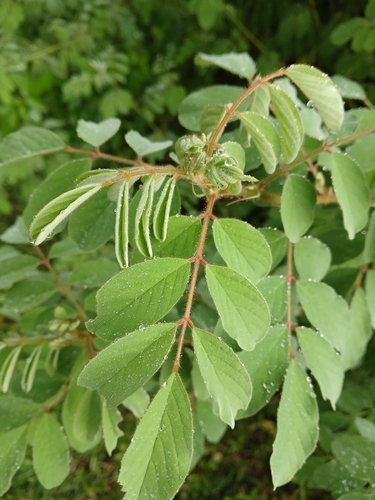 Indigofera hirsuta