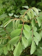 Indigofera hirsuta