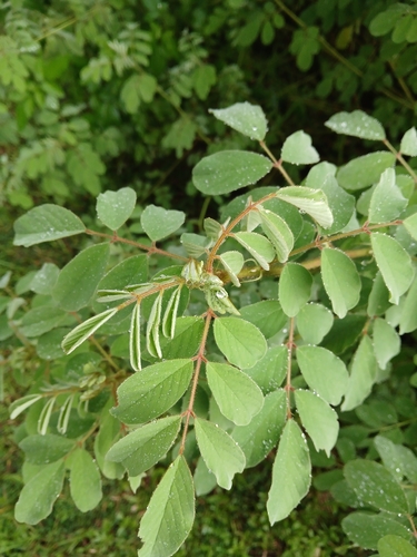 Indigofera hirsuta, photograph 2