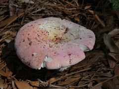Russula hixsonii