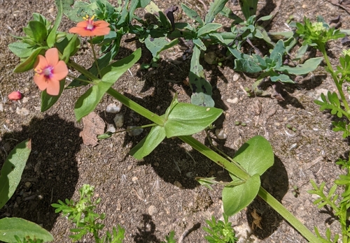 iNaturalist observation photo of scarlet pimpernel