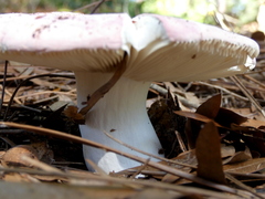 Russula hixsonii