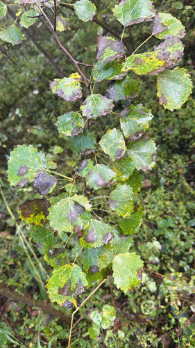 European aspen
