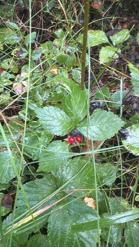 Stone Bramble