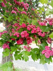 Crataegus × media