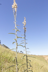 Pterocaulon