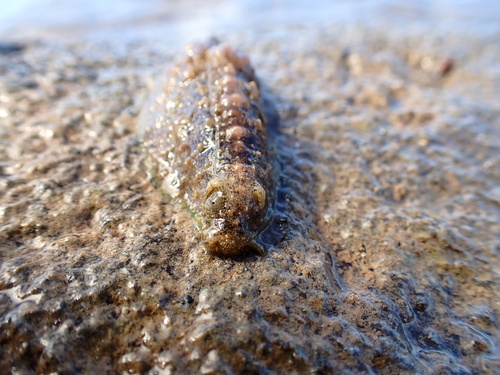 Dolabrifera dolabrifera, 2026-08-29