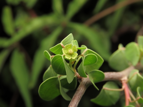 Euphorbia californica
