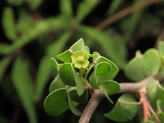 Euphorbia californica