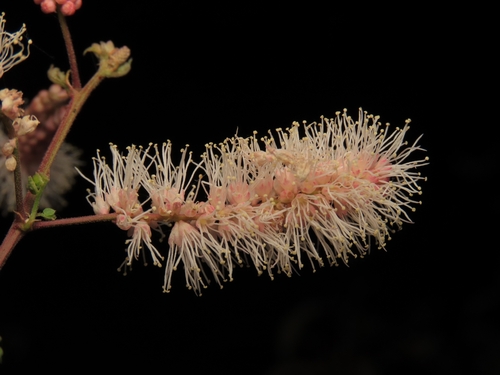 Mimosa distachya, photograph 6