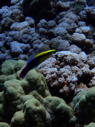 Labroides phthirophagus observed 2026-08-30