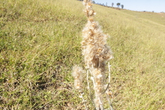 Pterocaulon