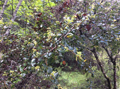 Quercus wislizeni frutescens