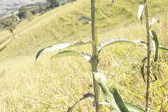 Pterocaulon