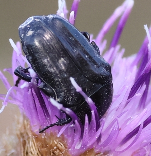 Mediterranean Spotted Chafer