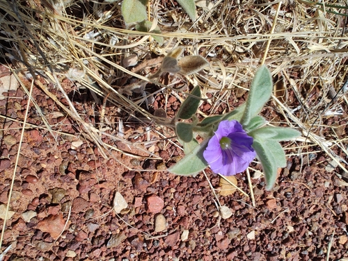 tropical speedwell