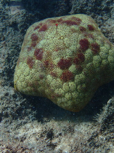 Culcita novaeguineae, 2026-08-30