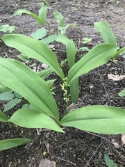 Convallaria majalis