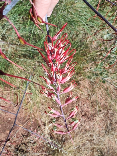 dryander's grevillea