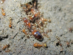 Solenopsis gayi