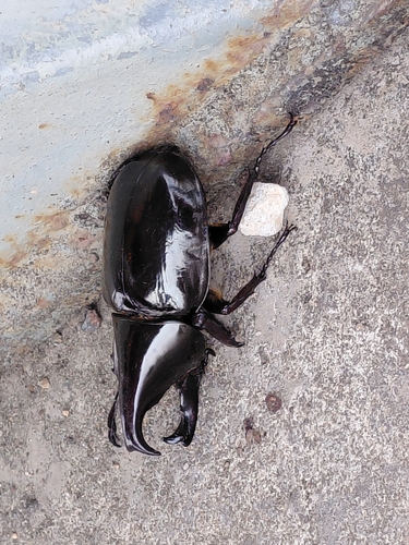 Xylotrupes pachycera