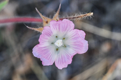 Sidalcea diploscypha