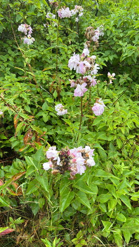 common soapwort