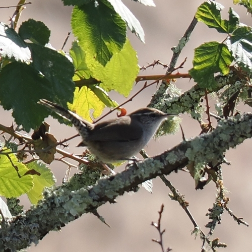 Bewick's Wren seen in Sonoma Valley