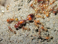 Solenopsis gayi